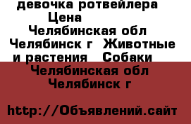 девочка ротвейлера › Цена ­ 10 000 - Челябинская обл., Челябинск г. Животные и растения » Собаки   . Челябинская обл.,Челябинск г.